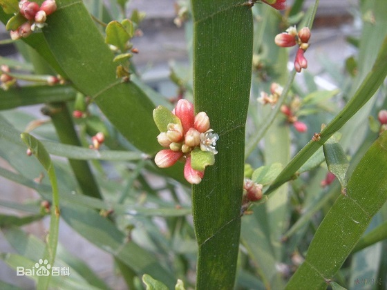 飞天蜈蚣草别名蜈蚣草神仙对坐草石上蜈蚣落地蜈蚣百足草铁斑鸠巴岩姜